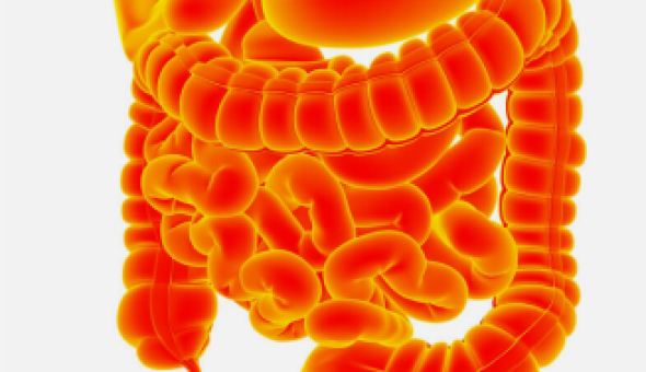 understanding digestion